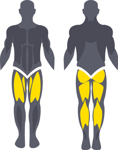 Quadriceps - Illustration (394x500)