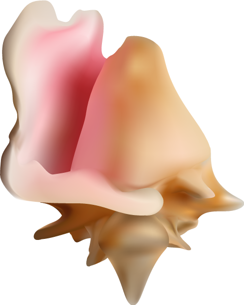 Conch (481x600)