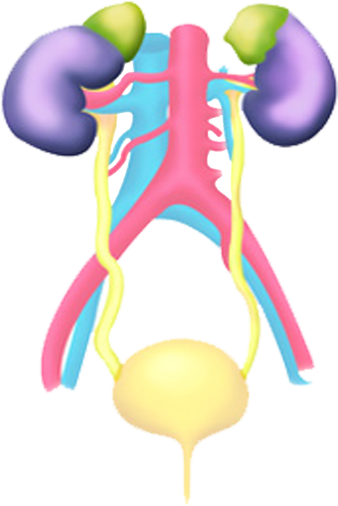 Genital Urinary System - Excretory System (476x712)
