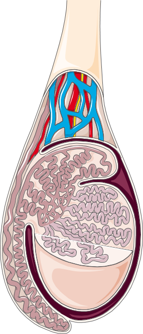 Testicle - Testicular Artery (285x665)