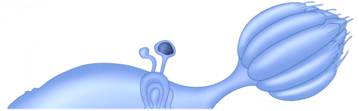 Reproductive System (699x217)