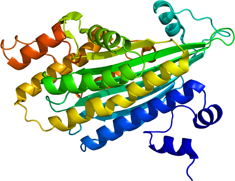 Coproporphyrinogen Iii Oxidase (955x748)