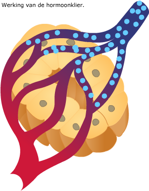 Hormoonklieren - Illustration (320x400)
