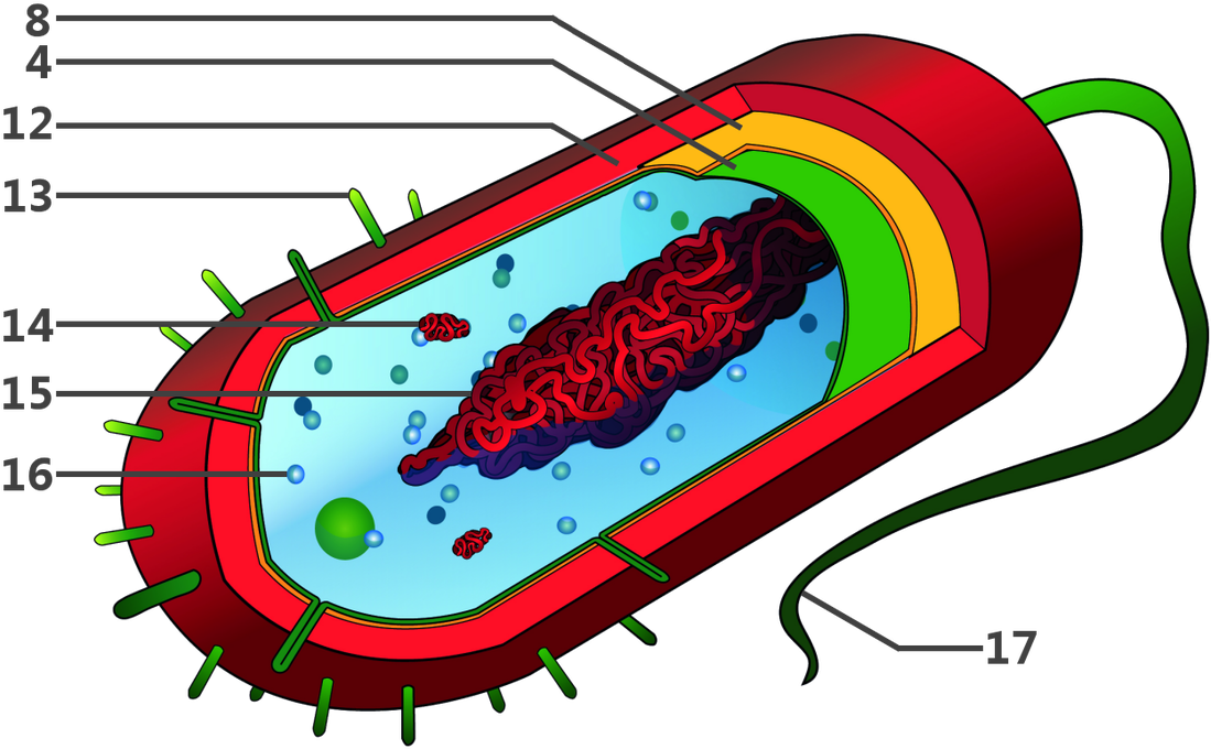 Foto - Plasmid In A Cell (1100x703)