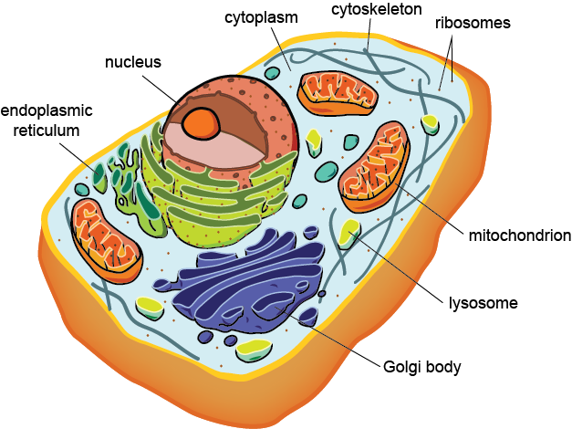 Eukaryotic Cell Structure And Function - Prokaryotic And Eukaryotic Cells (627x470)