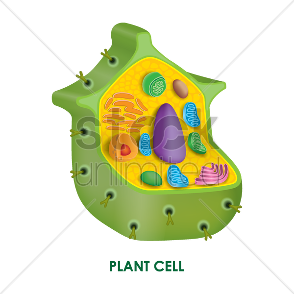 Plant Cell Vector Image - Biology (600x600)