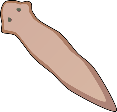 Flatworm Diagram - Flatworm Png (400x384)