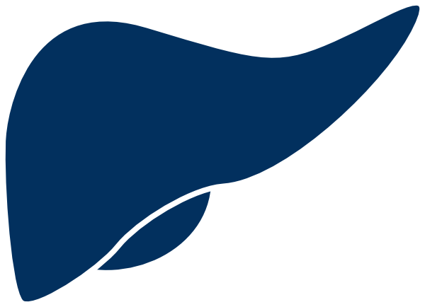 Liver Clipart (600x434)