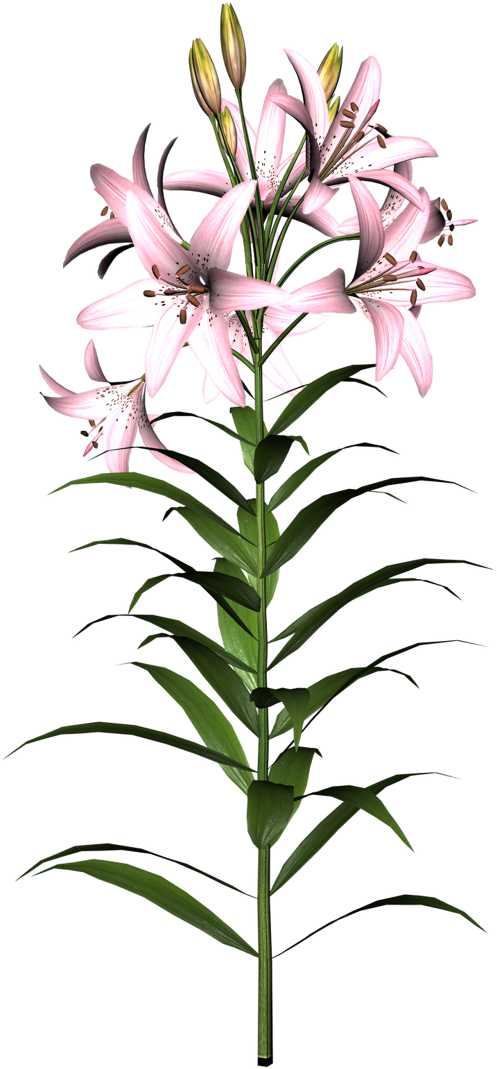 Free High Resolution Graphics And - Flower (1132x1600)