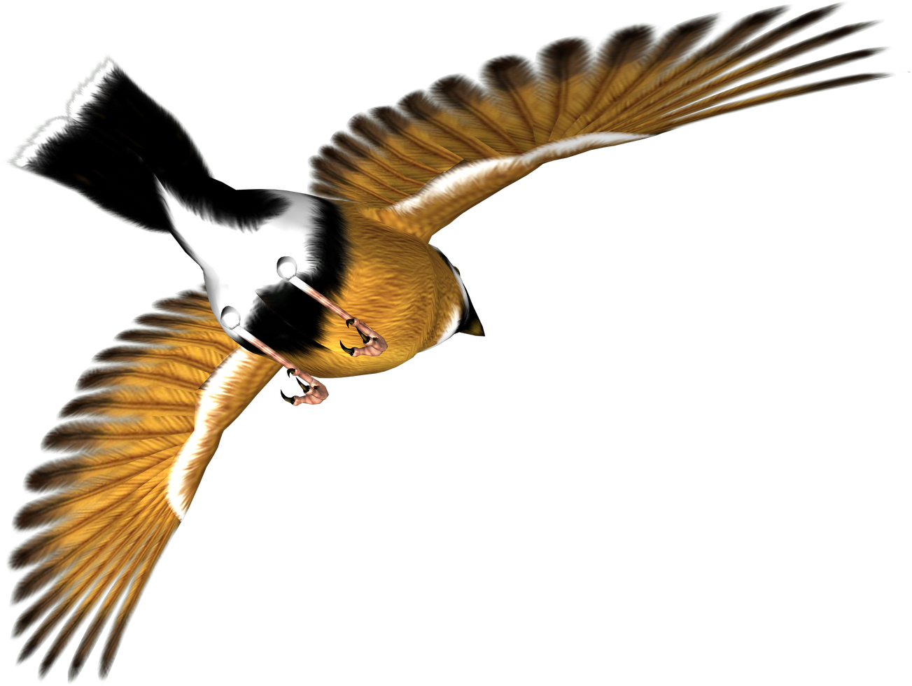 Free High Resolution Clip Art - Eastern Kingbird (1600x1131)