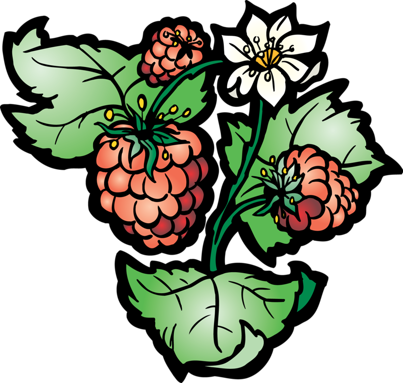 Grape Raspberry Clip Art - Grape Raspberry Clip Art (800x760)