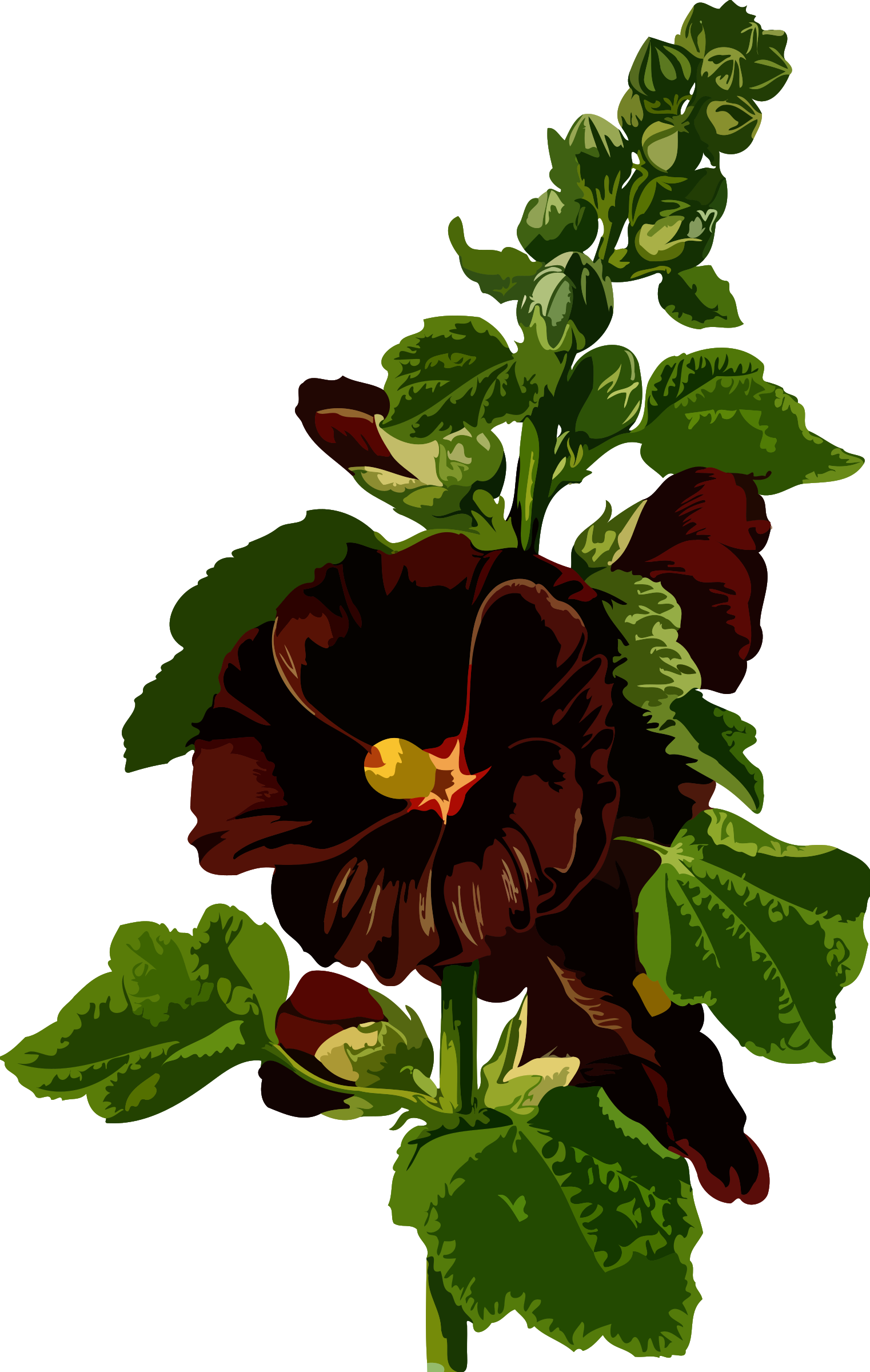 Big Image - Malva Sylvestris (1522x2400)