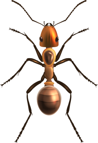 Insects Illustrations Vector - Body Art Temporary Removable Tattoo Stickers Colour (342x500)