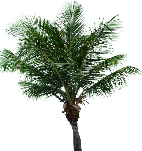 Palm Tree Transparent Background - Palm (512x512)