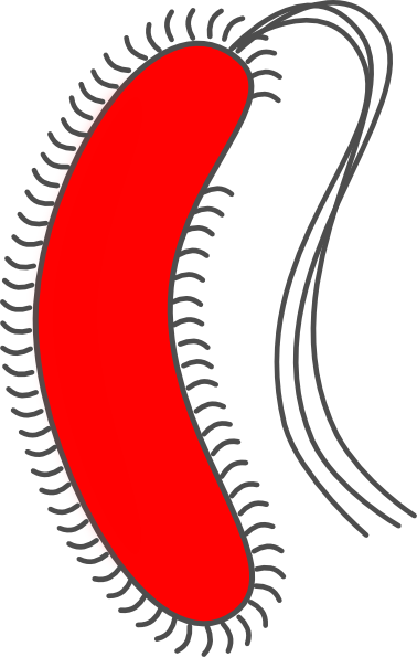 Bacteria Clipart - Red Bacteria Clipart (378x595)