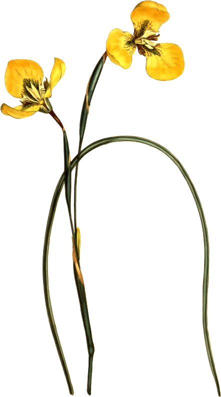 Medium Image - Sydenham Edwards (442x793)
