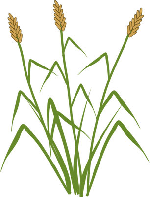 Mango Clip Art - Typha Sp (306x400)