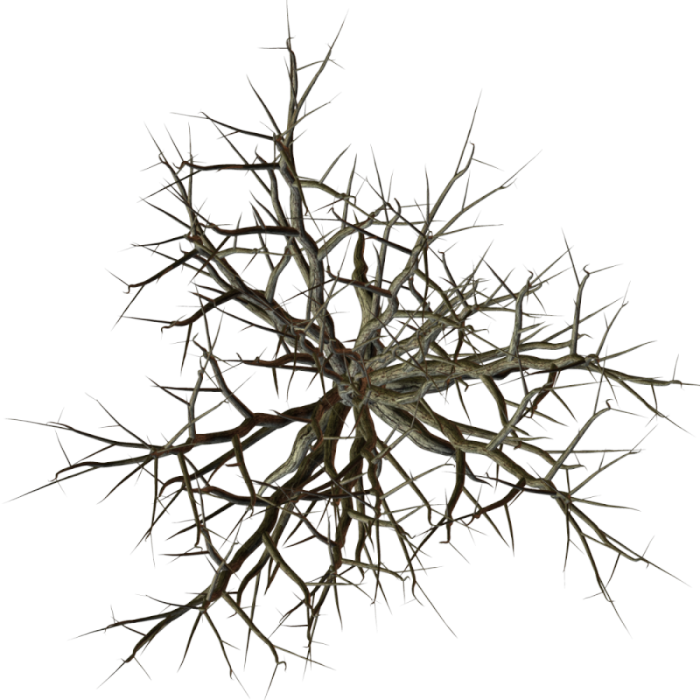 Branches Top View Png (700x700)