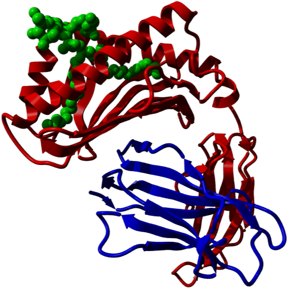 Cd1d, Cd1d, Side View - Cd1d, Cd1d, Side View (582x600)