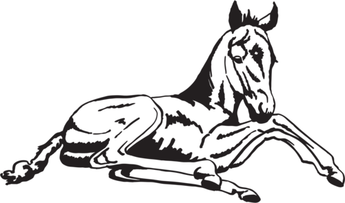 [ Img] - Horse (500x295)