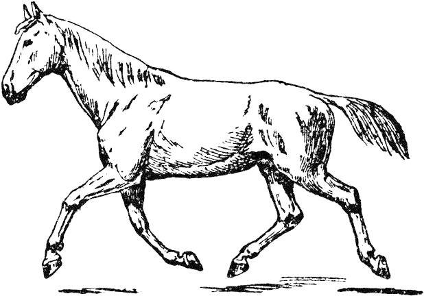 Montures Cheval - Drawing (650x460)
