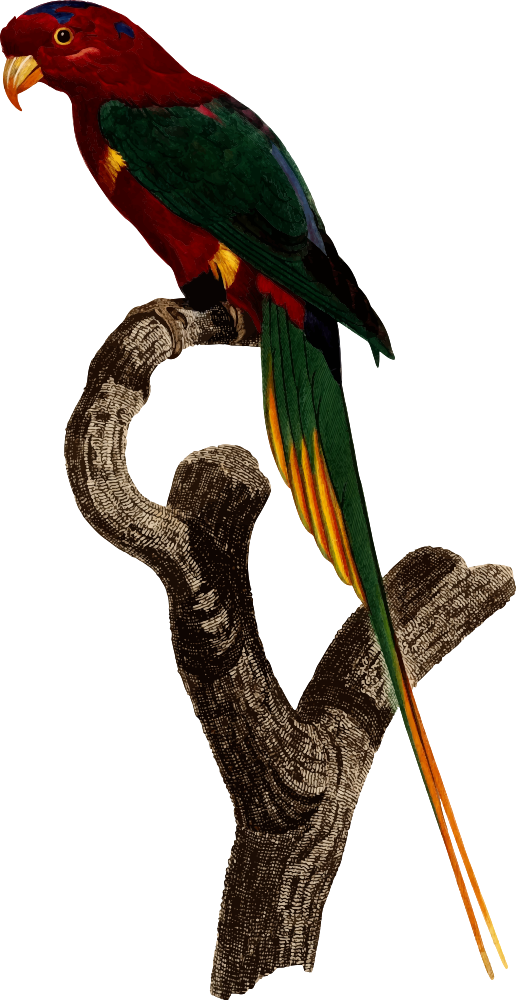 Parrot - True Parrot (516x1000)