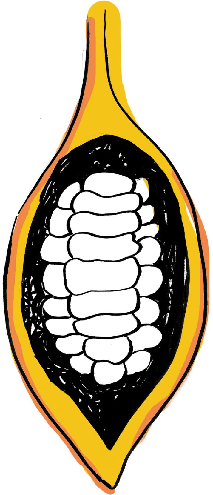 Cacao Pod Split Open Graphic - Cocoa Bean (1200x1792)