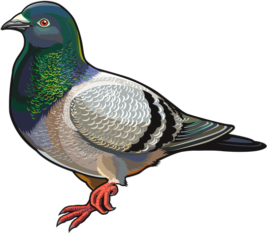 World Wide Words - Destinationvinyl 2 X 10cm/100mm Pigeon Vinyl Sticker (550x480)