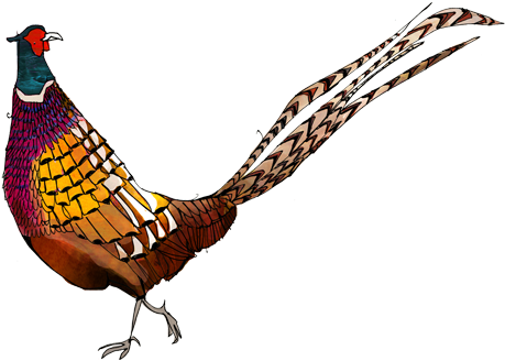 Pheasant - Katie Cardew (500x413)