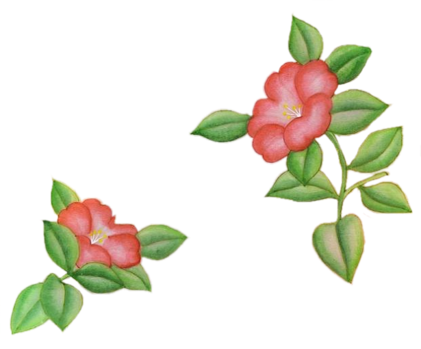 Fleurs - Mandevilla (615x510)