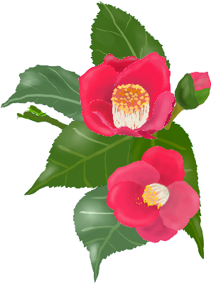 無料 イラスト 椿 (300x450)