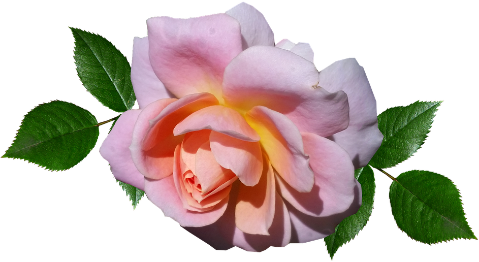 Flower (960x537)