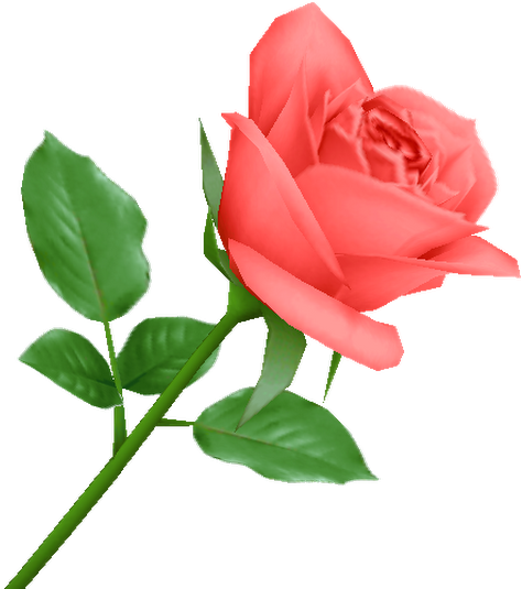 Photo - Garden Roses (530x534)
