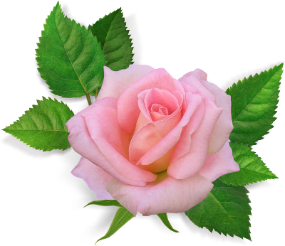 Dibujos De Rosas A Color (400x346)