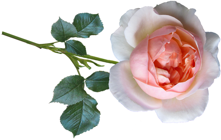 Rose (960x585)