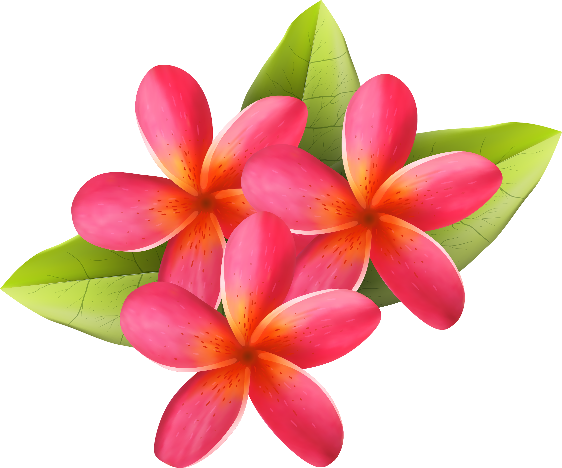 Plumeria2 - Frangipani (2259x1879)