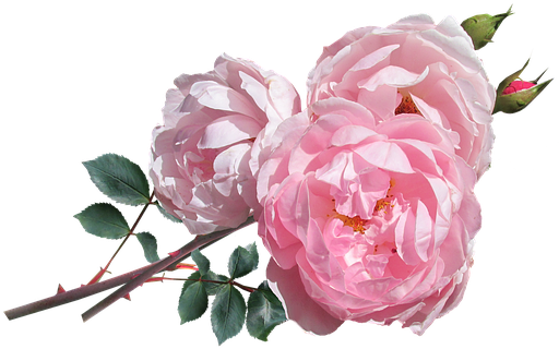 David Auston Roses Png (533x340)