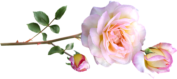 Peace Rose (733x340)