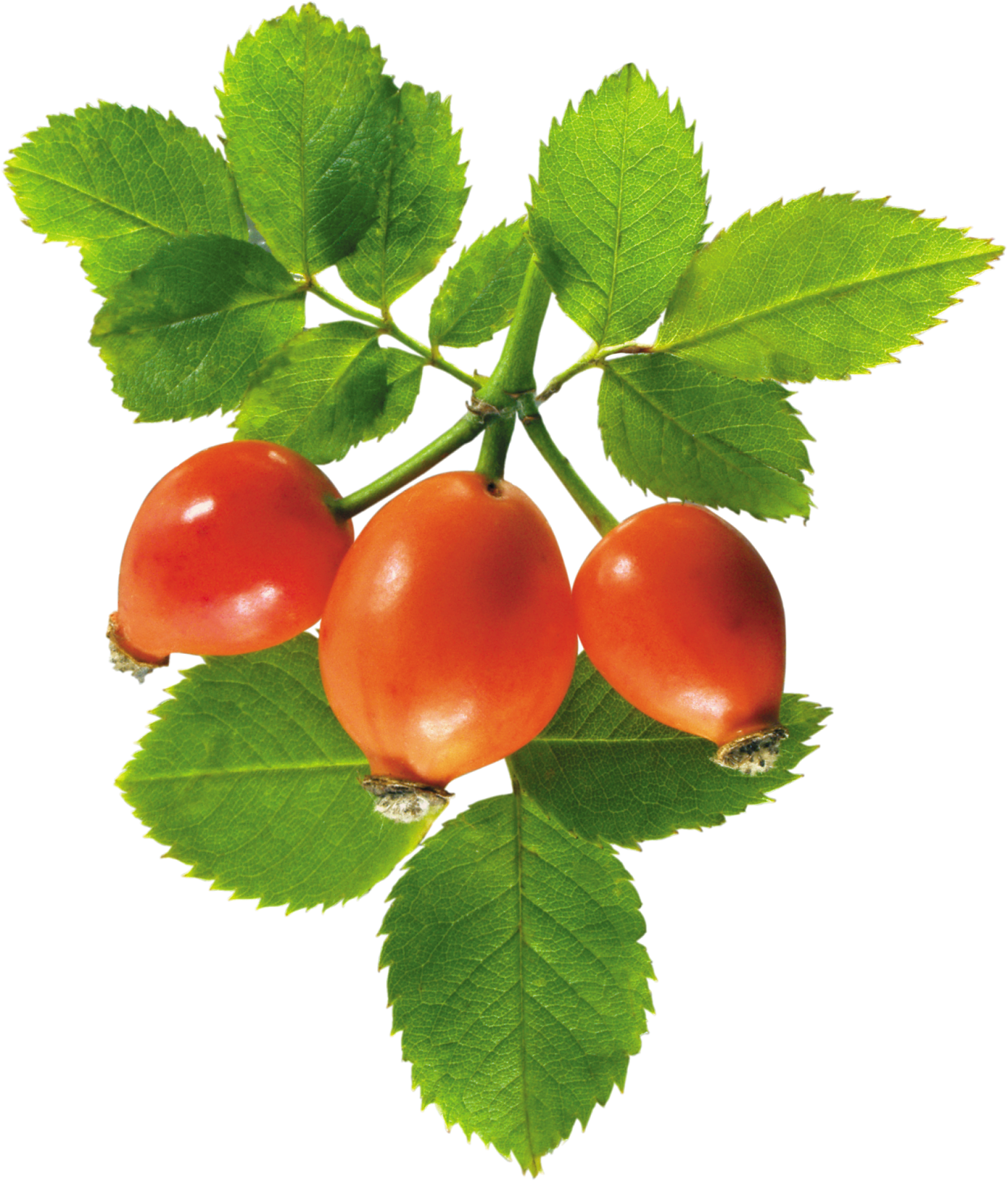 Rose Hips - Лекарственные Растения: Самый Полный Справочник (1366x1600)