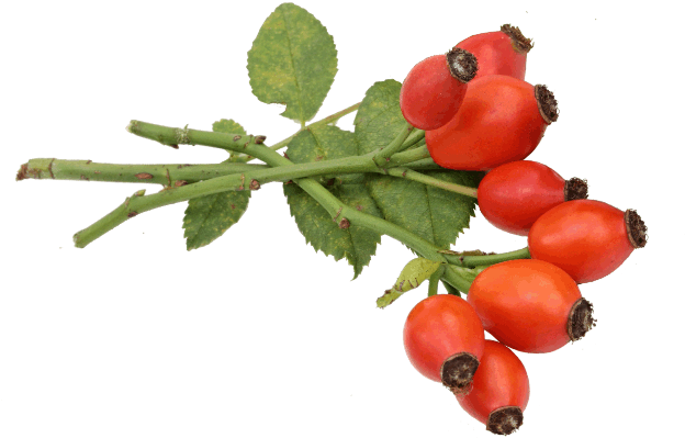 Rose Hip (697x712)