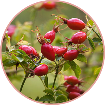 Rosehip Seed Oil - ローズ ヒップ ティー 実 (350x350)