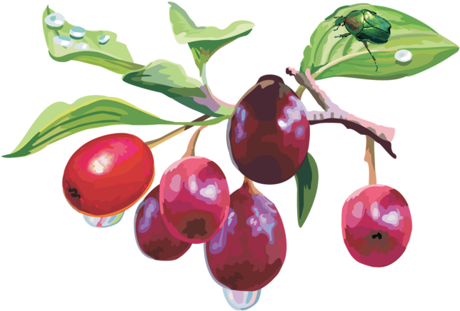 Rose Hips And Animals - Кизил Пнг (650x437)