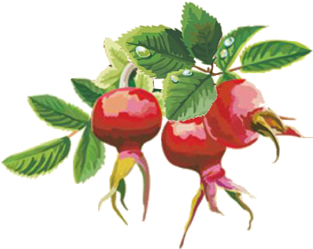You - Fruit (670x694)