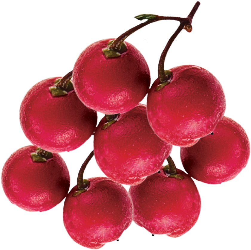 Rose Hip (860x860)