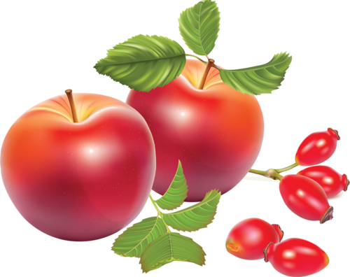 Rose Hips - Apples Vector (500x396)