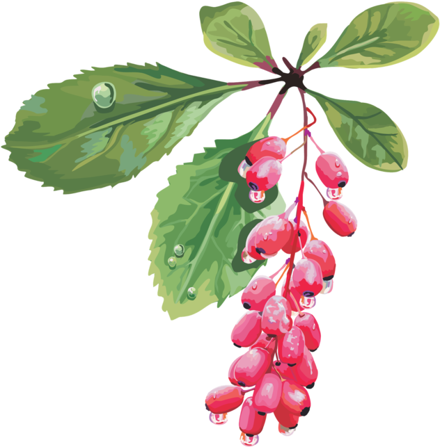 Rose Hips - Ягоды Картинки (650x645)