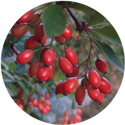 Barberry (baker) - Rose Hip (500x250)