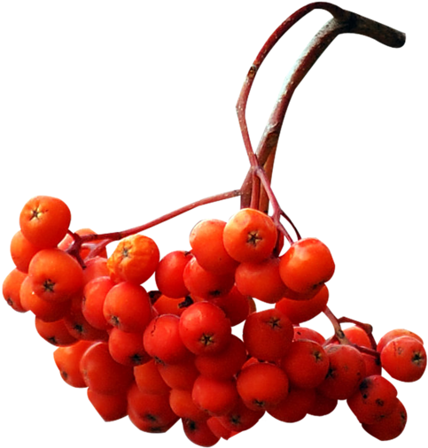 Rose Hips - Autumn (600x692)