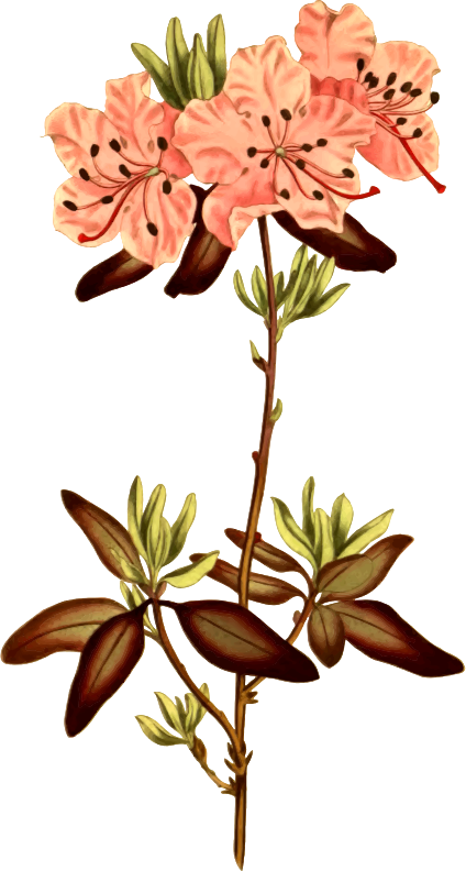 Medium Image - Zazzle Punktierte Leaved Rhododendron-illustration (424x792)