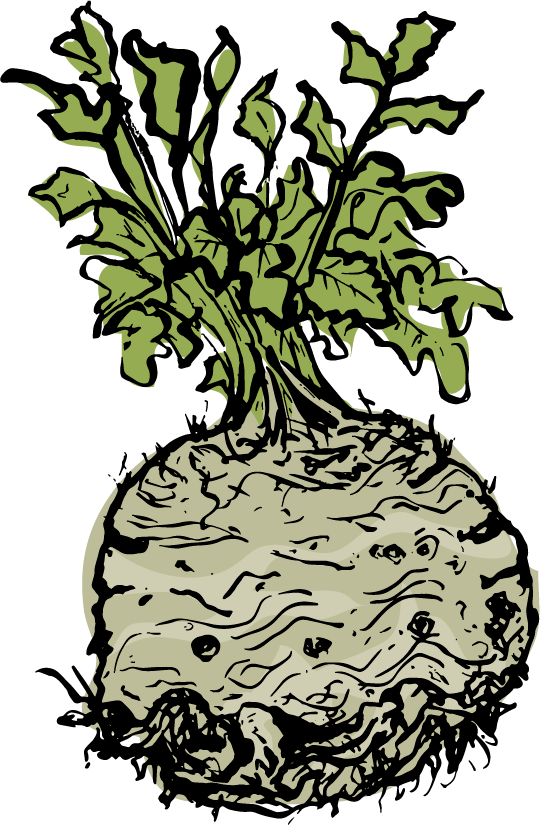 Celeriac - Illustration (540x825)